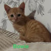 BOWIE  A réserver