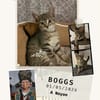Boogs
