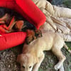 Zuhause gesucht für Juki