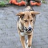 Teddy - Welpe sucht Platz zum ankommen