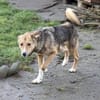 Teddy - Welpe sucht Platz zum ankommen