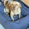 NALA sucht ihr Zuhause