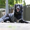 Sunita sucht ihr Für-Immer-Zuhause!