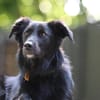 Sunita sucht ihr Für-Immer-Zuhause!