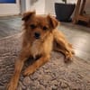 Josie, kleine Zaubermaus❤ sucht ihre Familie