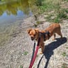 Josie, kleine Zaubermaus❤ sucht ihre Familie