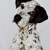 Lunares - Zuhause gesucht