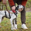 Lunares - Zuhause gesucht