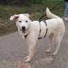 BUDDY - erfahrene Hunde-Menschen gesucht