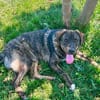 Monty ein toller Junghund