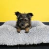 Klein Jasina sucht Dich ....