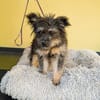 Klein Jasina sucht Dich ....