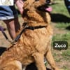 Zuco  jung, klug, charmant