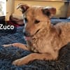 Zuco  jung, klug, charmant