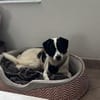 Nika  Niedliche Maus sucht ihr Zuhause