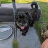 Pudelmix Malu sucht ihre Familie