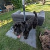 Pudelmix Malu sucht ihre Familie