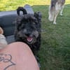 Pudelmix Malu sucht ihre Familie