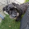 Pudelmix Malu sucht ihre Familie