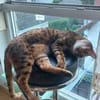 lieber Bengalkater in Riedstadt