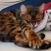 lieber Bengalkater in Riedstadt