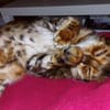 lieber Bengalkater in Riedstadt