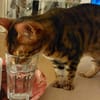 lieber Bengalkater in Riedstadt
