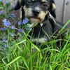 Millie sucht ab Ende Juli ihr erstes eigenes Zuhause