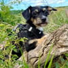 Millie sucht ab Ende Juli ihr erstes eigenes Zuhause