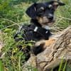 Millie sucht ab Ende Juli ihr erstes eigenes Zuhause