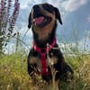 Yara sucht ab Ende Juli eine liebe Familie
