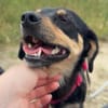Yara sucht ab Ende Juli eine liebe Familie