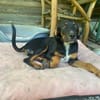 Zuhause gesucht für Jako