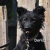 Doris