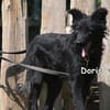 Doris