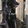Doris