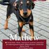 Welpe Mathew sucht sein Glück - auf Pflegestelle in Kamp L.