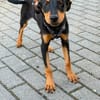 Welpe Mathew sucht sein Glück - auf Pflegestelle in Kamp L.