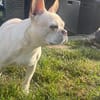 Phoebe - Zuhause gesucht