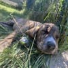 Zuhause gesucht für Cookie