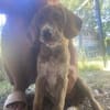Zuhause gesucht für Cookie