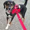 Daisy  befindet sich in 83104 Tuntenhausen
