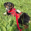 Daisy  befindet sich in 83104 Tuntenhausen
