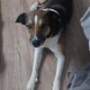 Aston kommt mit allen klar