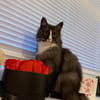 Lucy sucht neues Zuhause als Einzelprinzessin