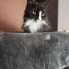 Lucy sucht neues Zuhause als Einzelprinzessin
