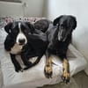 MONTY-LIEBENSWERTER JUNGSPUND