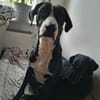 MONTY-LIEBENSWERTER JUNGSPUND