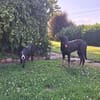 MONTY-LIEBENSWERTER JUNGSPUND