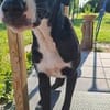 MONTY-LIEBENSWERTER JUNGSPUND